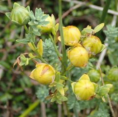 Linum monogynum monogynum