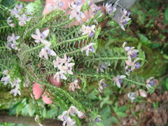 Dichaea trichocarpa