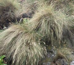 Poa astonii