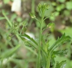 Lepidium desvauxii