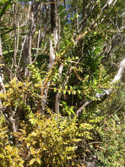 Toatoa (Phyllocladus toatoa)