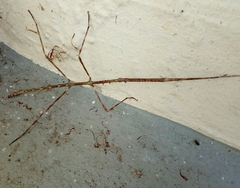 Argosarchus horridus
