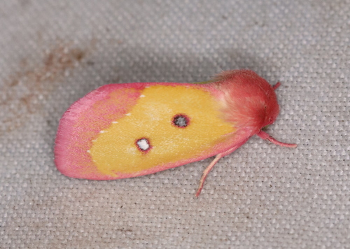 Pink Star Moth photo 5