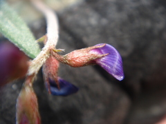 Astragalus insularis harwoodii