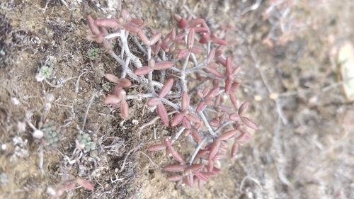 Monanthes anagensis