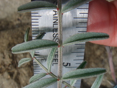 Astragalus insularis harwoodii