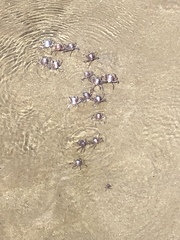 Mictyris darwinensis