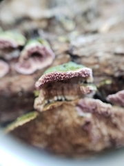 Trichaptum abietinum image