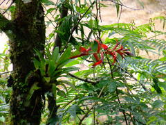 Tillandsia leiboldiana