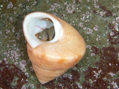 Calliostoma gloriosum
