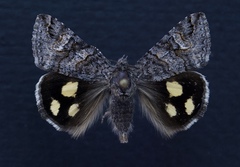 Litocala sexsignata