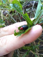Cacoscelis nigripennis