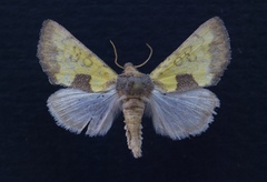 Stiria dyari