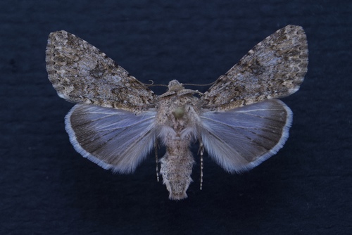 Tridepia nova · iNaturalist