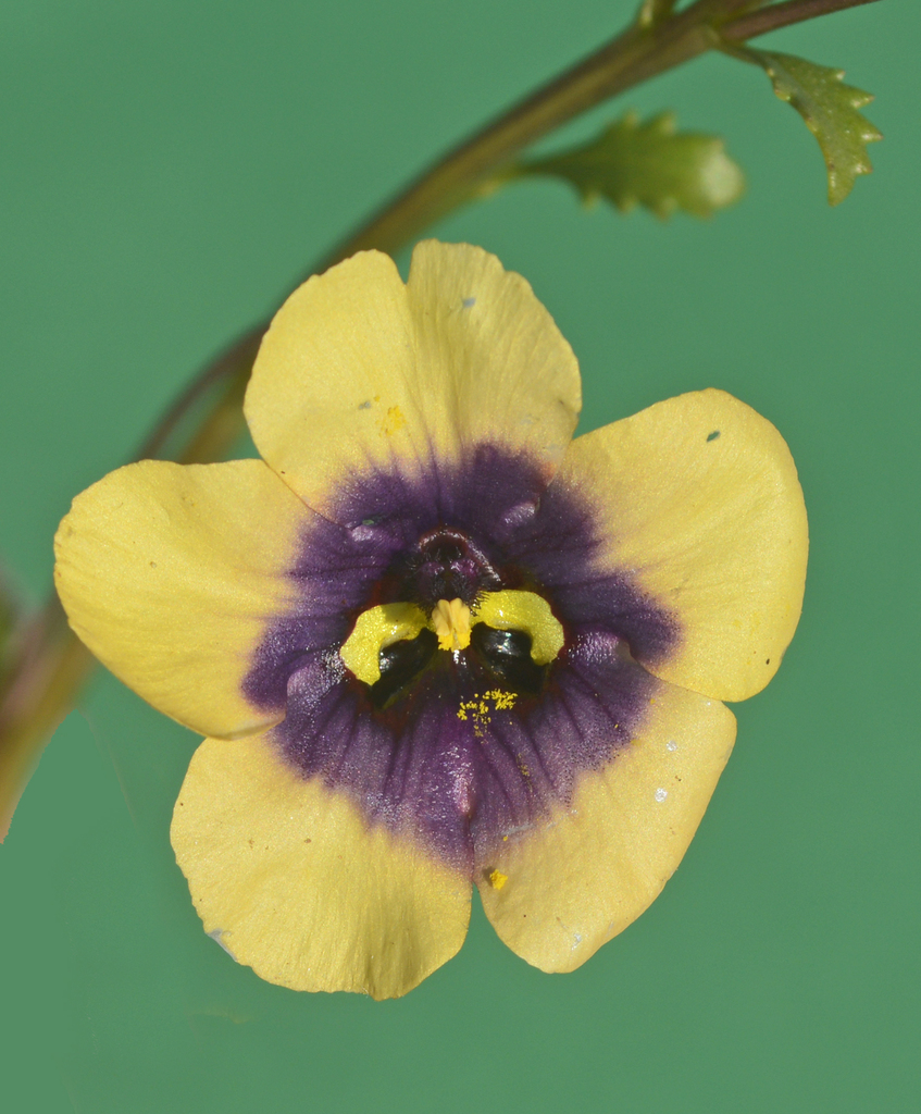 Diascia decipiens