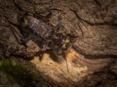 Stigmatium mastersii