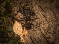 Stigmatium mastersii