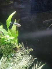 Hyphessobrycon herbertaxelrodi