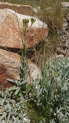 Senecio gunnii