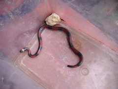 Pliocercus elapoides