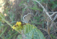 Hemiargus hanno