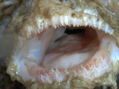 Cebidichthys violaceus