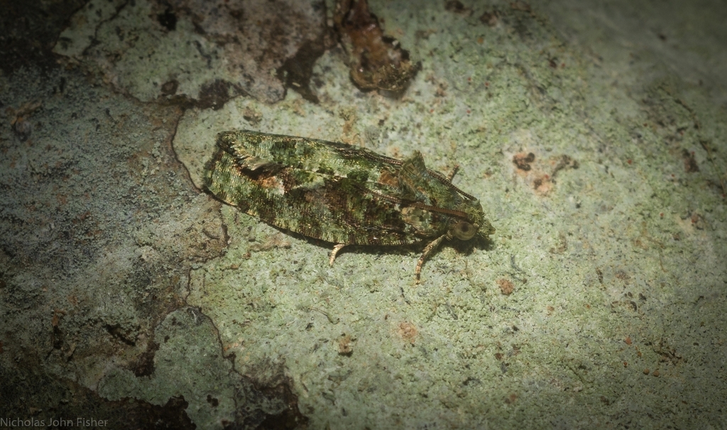 Sorolopha delochlora