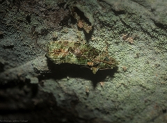 Sorolopha delochlora