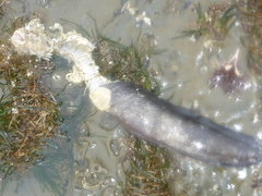 Cebidichthys violaceus