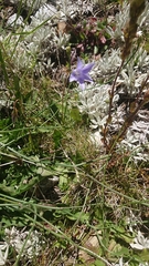 Wahlenbergia ceracea
