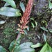 Giant Jewel Orchid - Photo (c) 郭伯川, some rights reserved (CC BY-NC), uploaded by 郭伯川