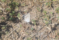 Hemiargus hanno