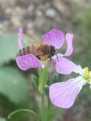 Apis mellifera