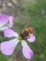Apis mellifera