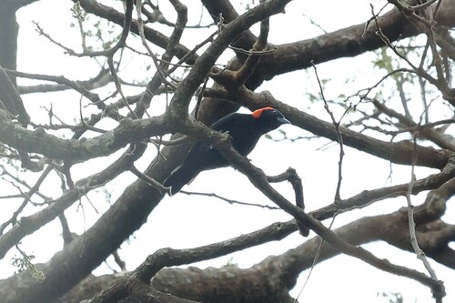 Red-headed Malimbe (Malimbus rubricollis), photo 5