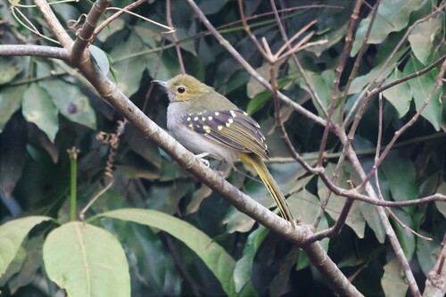 Western Nicator (Nicator chloris), photo 7
