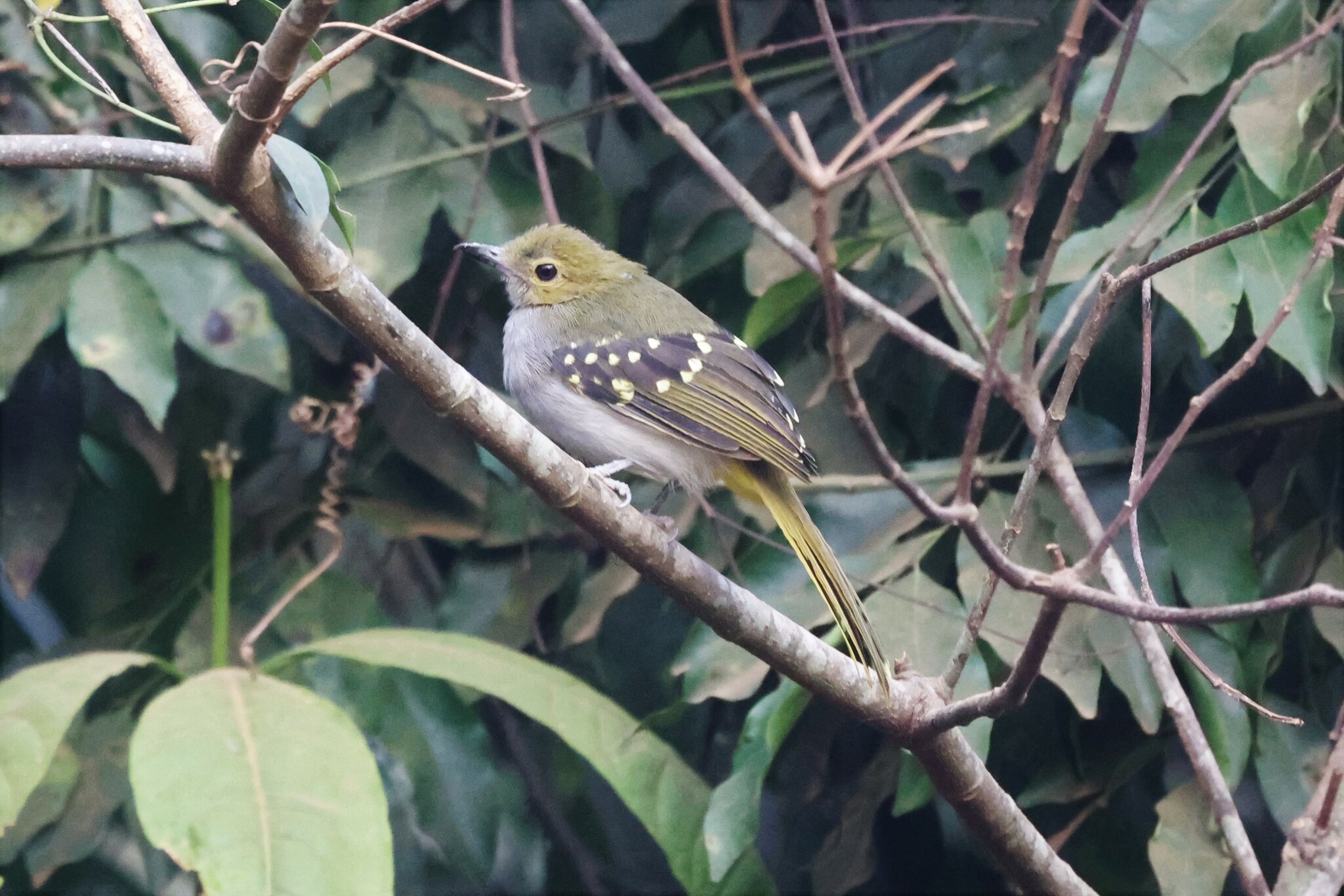 Western Nicator (Nicator chloris), photo 2