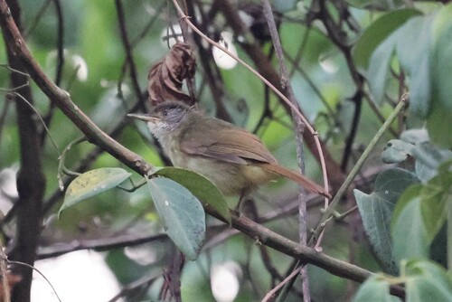 White-throated Greenbul (Phyllastrephus albigularis), photo 4