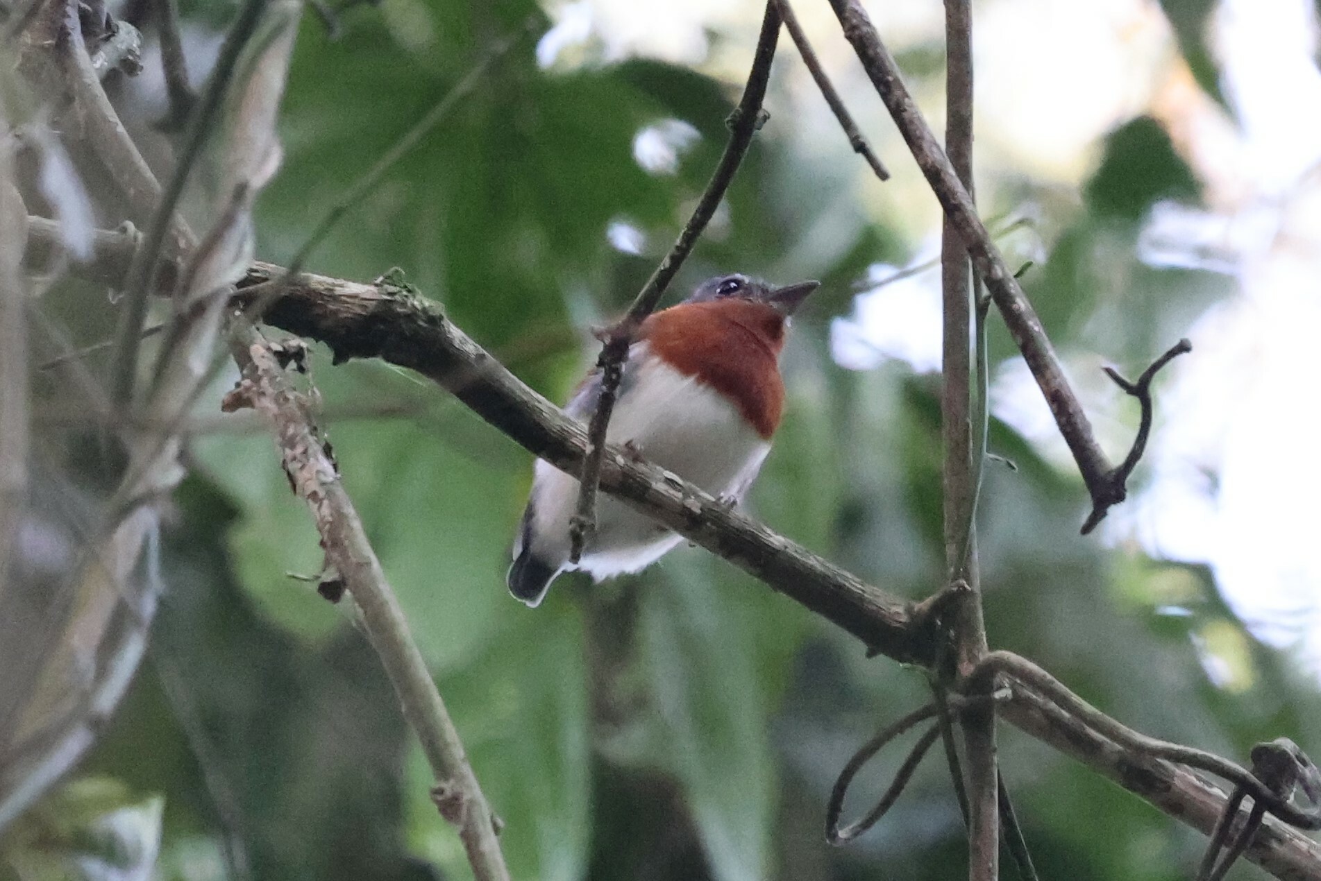 Chestnut Wattle-eye (Dyaphorophyia castanea), photo 6