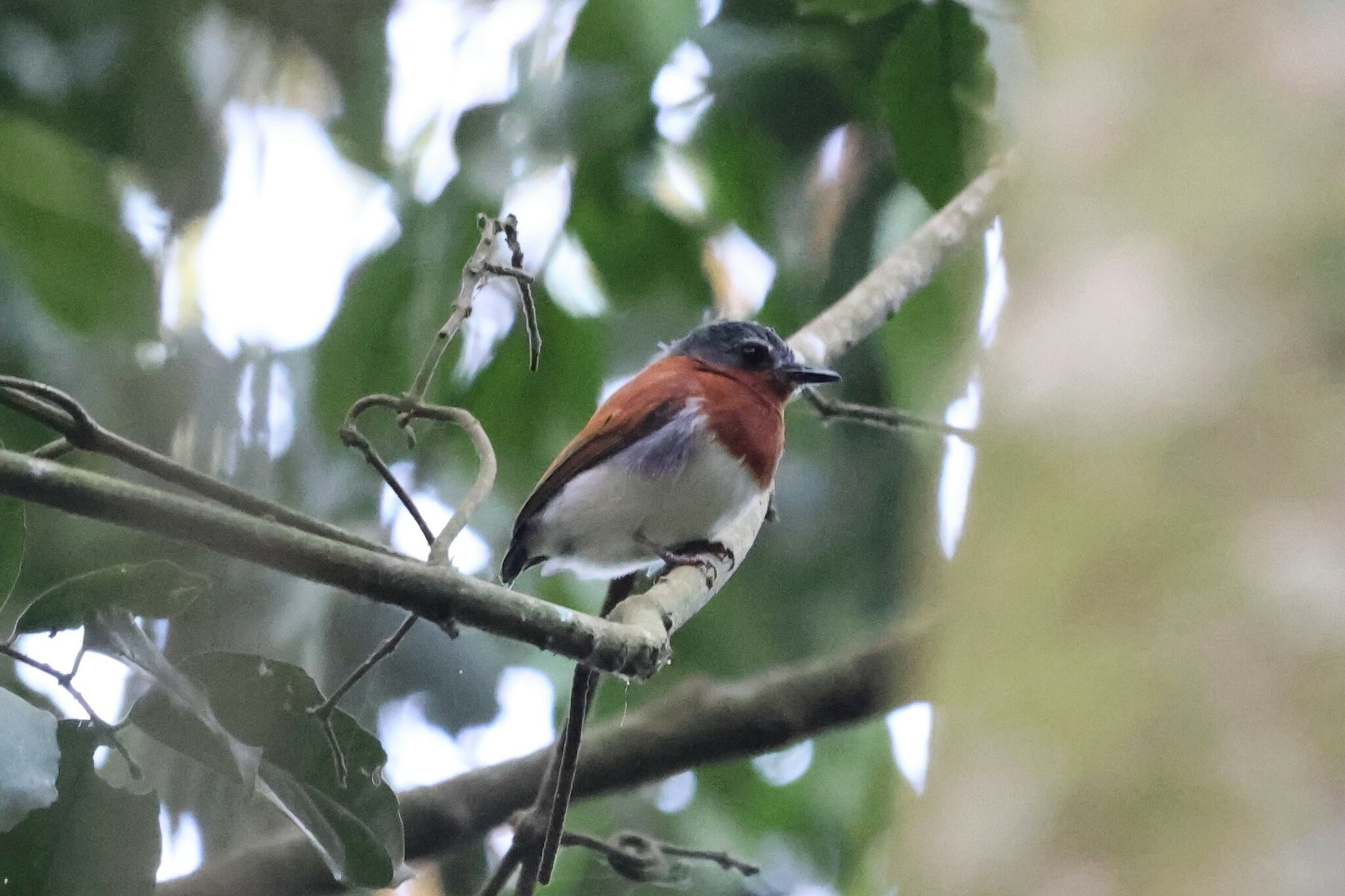 Chestnut Wattle-eye (Dyaphorophyia castanea), photo 5