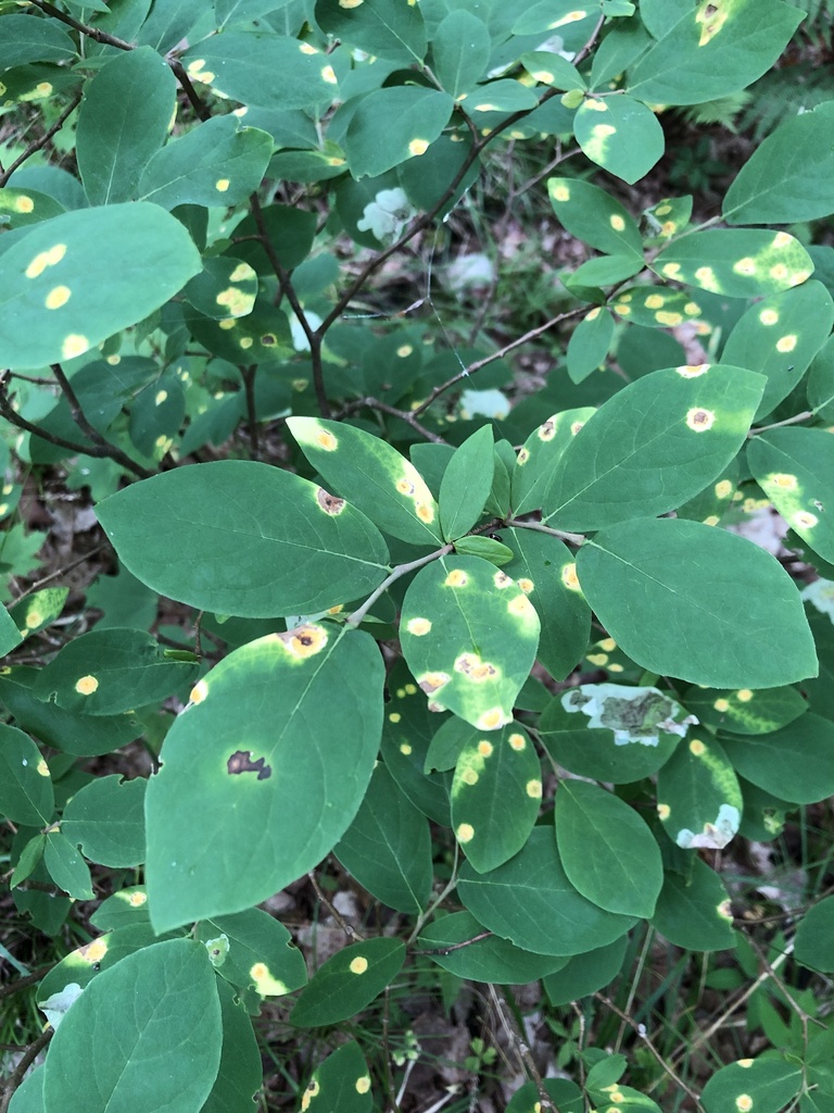 eastern leatherwood from Treehaven UWSP, Gleason, WI, US on June 28 ...