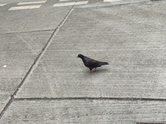 Columba livia domestica
