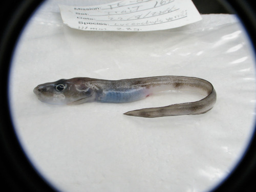 Wolf eelpout (Lycenchelys verrillii) — Zoarcidae — 2