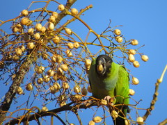 Aratinga nenday