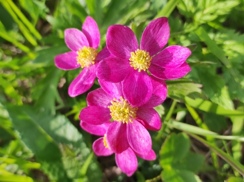 Anemonastrum fasciculatum