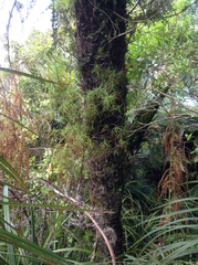 Dracophyllum sinclairii