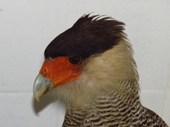 Caracara plancus