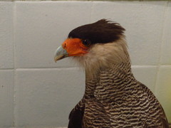 Caracara plancus