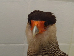 Caracara plancus