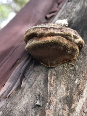 Phellinus arctostaphyli